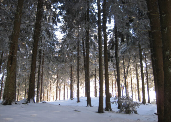 Der Schwarzwald im Winter